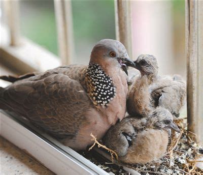 家裡鳥築巢 人妻